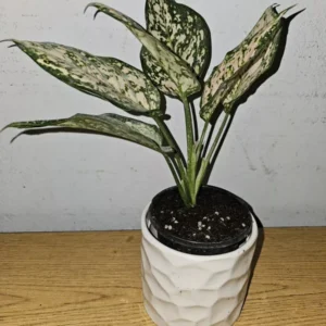Etta Rose Aglaonema - Chinese Evergreen - 10-12