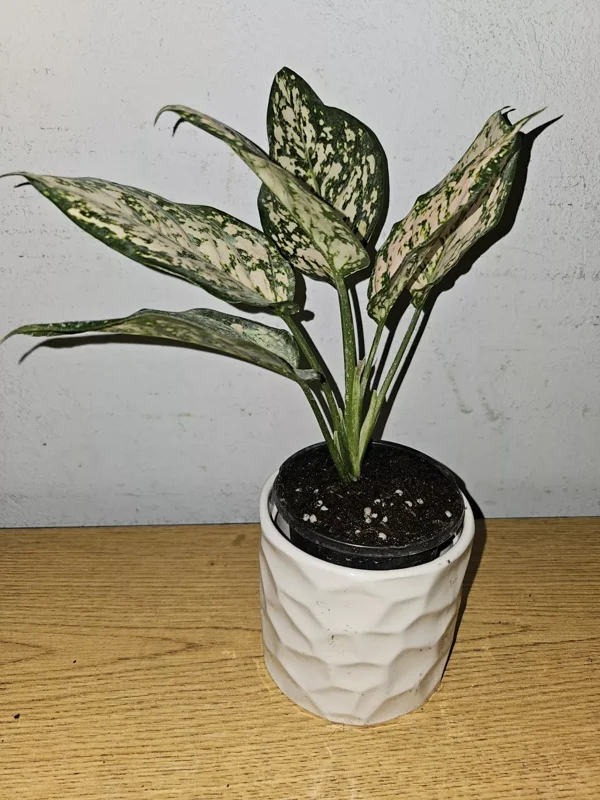Etta Rose Aglaonema - Chinese Evergreen - 10-12" Tall Live Plant - 4" Pot