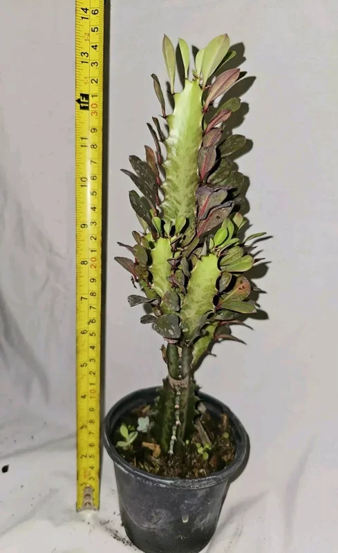 Euphorbia Trigona Rubra Live Plant 12 Inches Tall African Milk Tree