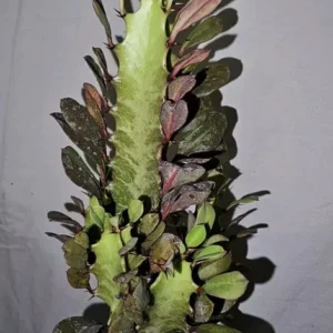 Euphorbia Trigona Rubra Live Plant 12 Inches Tall African Milk Tree