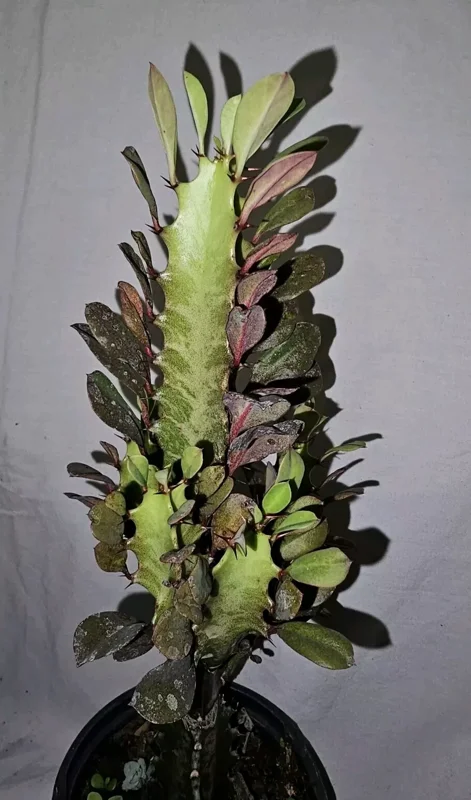 Euphorbia Trigona Rubra Live Plant 12 Inches Tall African Milk Tree