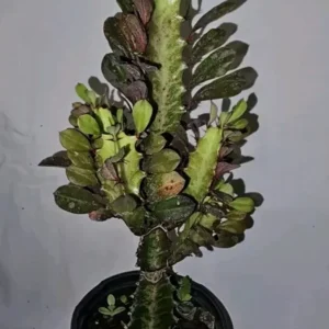 Euphorbia Trigona Rubra Live Plant 12 Inches Tall African Milk Tree
