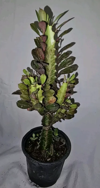 Euphorbia Trigona Rubra Live Plant 12 Inches Tall African Milk Tree