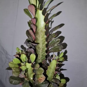 Euphorbia Trigona Rubra Live Plant 12 Inches Tall African Milk Tree
