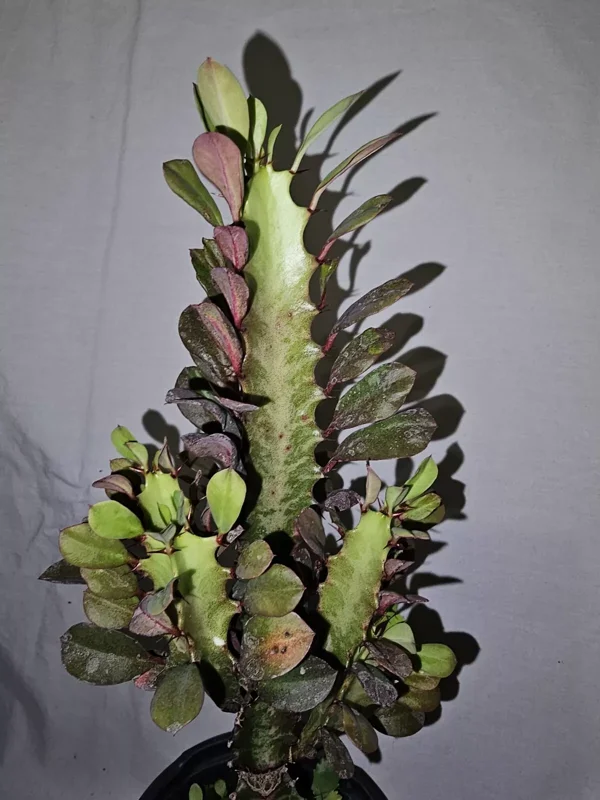 Euphorbia Trigona Rubra Live Plant 12 Inches Tall African Milk Tree