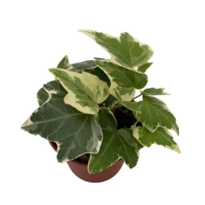 Eva Ivy Plant - Hedera Helix - 2.5 Inch Pot - Indoor Vine and Patio Houseplant