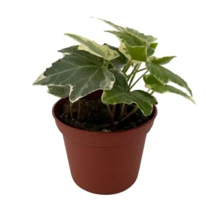 Eva Ivy Plant - Hedera Helix - 2.5 Inch Pot - Indoor Vine and Patio Houseplant
