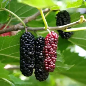 Everbearing Black Mulberry Tree Plant - 6 to 10 Inch Tall - 4 Inch Pot - Live Plant