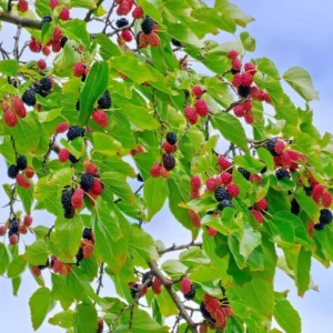 Everbearing Black Mulberry Tree Plant - 6 to 10 Inch Tall - 4 Inch Pot - Live Plant