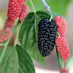 Everbearing Black Mulberry Tree Plant - 6 to 10 Inch Tall - 4 Inch Pot - Live Plant