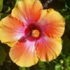 Exotic Hawaiian Sunset Fiesta Hibiscus Starter Live Plant, 3 to 5 Inches Tall, Tropical Multi-Colored Blooms