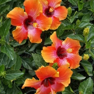 Exotic Hawaiian Sunset Fiesta Hibiscus Starter Live Plant, 3 to 5 Inches Tall, Tropical Multi-Colored Blooms