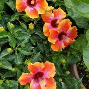 Exotic Hawaiian Sunset Fiesta Hibiscus Starter Live Plant, 3 to 5 Inches Tall, Tropical Multi-Colored Blooms