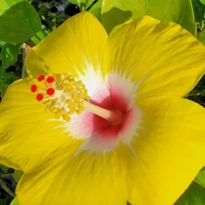 Exotic Hawaiian Yellow Hibiscus Starter Live Plant, 3 to 5 Inches Tall, Tropical Evergreen