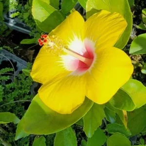 Exotic Hawaiian Yellow Hibiscus Starter Live Plant, 3 to 5 Inches Tall, Tropical Evergreen