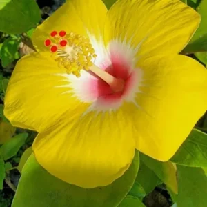 Exotic Hawaiian Yellow Hibiscus Starter Live Plant, 3 to 5 Inches Tall, Tropical Evergreen