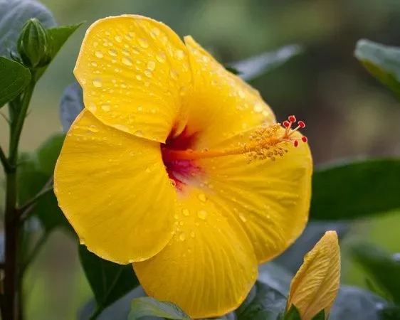 Exotic Tequila Hibiscus Starter Live Plant, 3 to 5 Inches Tall, Tropical, Evergreen