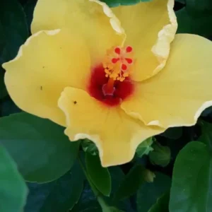 Exotic Tequila Hibiscus Starter Live Plant, 3 to 5 Inches Tall, Tropical, Evergreen