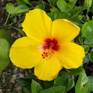 Exotic Tequila Hibiscus Starter Live Plant, 3 to 5 Inches Tall, Tropical, Evergreen