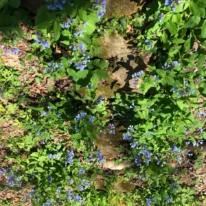 Extra Large Bluebells (Mertensia Virginica) - Bare Root, Perennial
