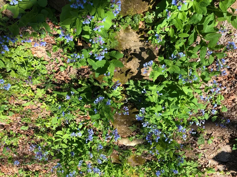 Extra Large Bluebells (Mertensia Virginica) - Bare Root, Perennial