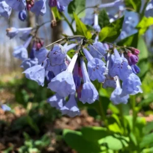 Extra Large Bluebells (Mertensia Virginica) - Bare Root, Perennial
