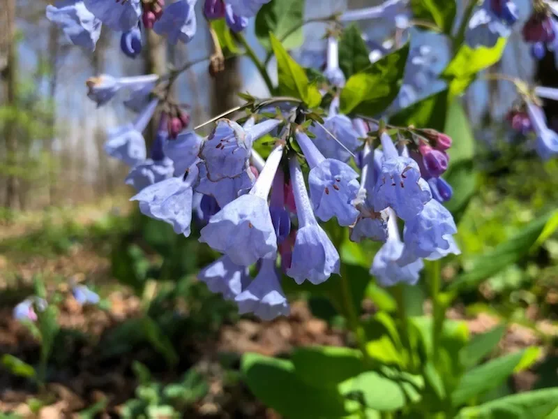 Extra Large Bluebells (Mertensia Virginica) - Bare Root, Perennial