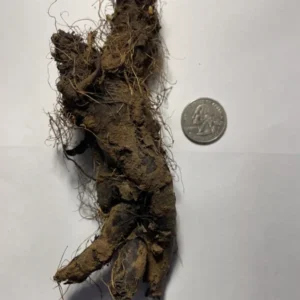 Extra Large Bluebells (Mertensia Virginica) - Bare Root, Perennial