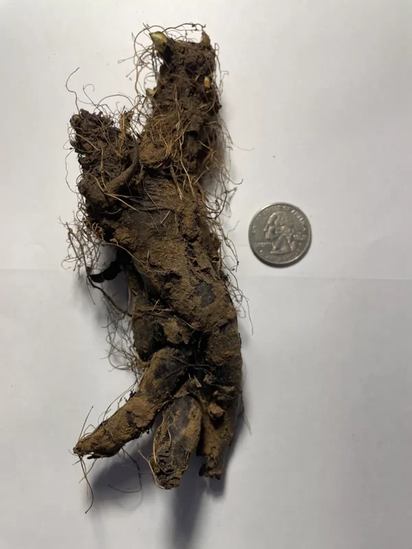 Extra Large Bluebells (Mertensia Virginica) - Bare Root, Perennial