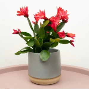 Red Thanksgiving Cactus Live Plant 2"Pot 7"Tall Flowering Succulent Festive Bloom