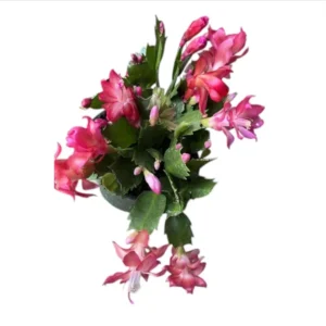 Red Thanksgiving Cactus Live Plant 6