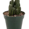 Fairy Castle Cactus - Cereus Cactus Houseplant in 4" Pot - Indoor/Terrarium Plant