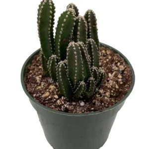 Fairy Castle Cactus - Cereus Cactus Houseplant in 4