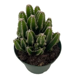 Fairy Castle Cactus - Cereus Cactus Houseplant in 4
