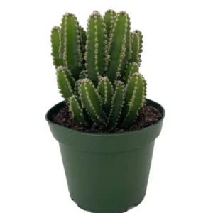 Fairy Castle Cactus - Cereus Cactus Houseplant in 4
