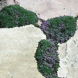 Fairy Elfin Thyme Plant - Mini Groundcover in 2.5
