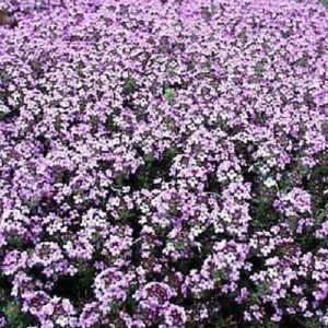 Fairy Elfin Thyme Plant - Mini Groundcover in 2.5