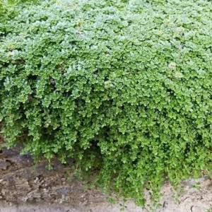 Fairy Elfin Thyme Plant - Mini Groundcover in 2.5