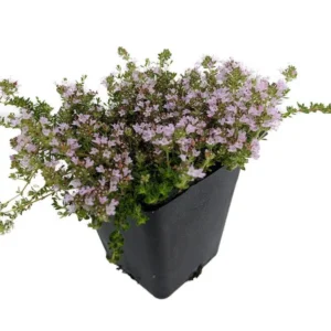 Fairy Elfin Thyme Plant - Mini Groundcover in 2.5