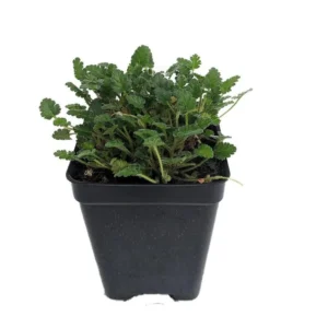 Fairy White Erodium Alpine Geranium – 2.5