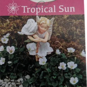 Fairy White Erodium Alpine Geranium – 2.5