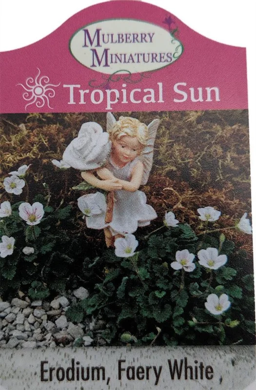 Fairy White Erodium Alpine Geranium – 2.5" Pot, White Blooms, Fairy Garden