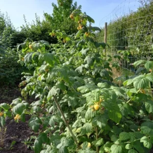 Fall Gold Raspberry Plant - Live Bush - Yellow Raspberries - Fruit Tree - 4 to 6 Inch Tall