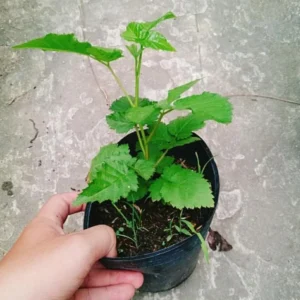 Fall Gold Raspberry Plant - Live Bush - Yellow Raspberries - Fruit Tree - 4 to 6 Inch Tall