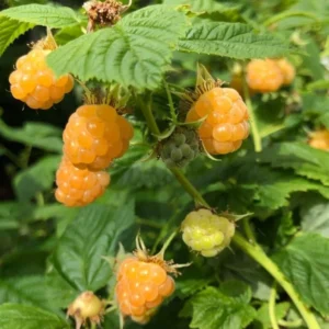 Fall Gold Raspberry Plant - Live Bush - Yellow Raspberries - Fruit Tree - 4 to 6 Inch Tall