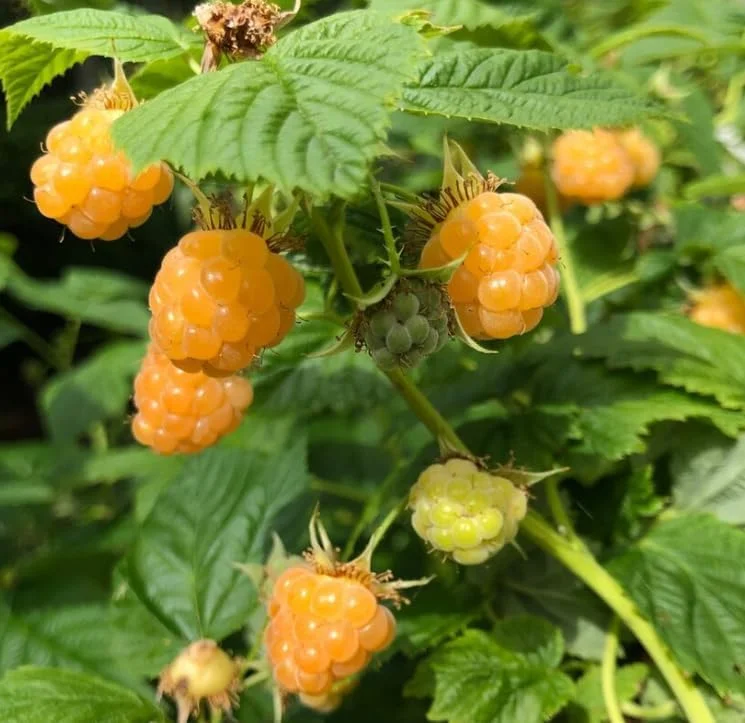 Fall Gold Raspberry Plant - Live Bush - Yellow Raspberries - Fruit Tree - 4 to 6 Inch Tall