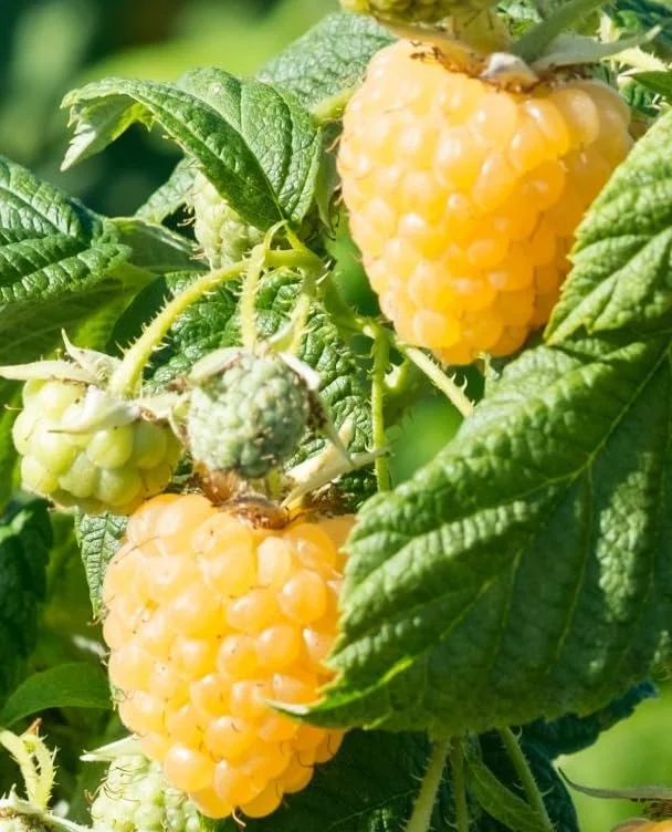 Fall Gold Raspberry Plant - Live Bush - Yellow Raspberries - Fruit Tree - 4 to 6 Inch Tall