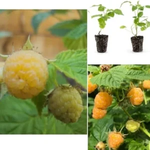Fall Gold Raspberry Plants - 4 Live Yellow Raspberry Bush - Sweet Fruit Tree