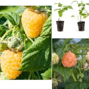 Fall Gold Raspberry Plants - Live Raspberry Bush - Yellow Raspberries - Fruit Tree