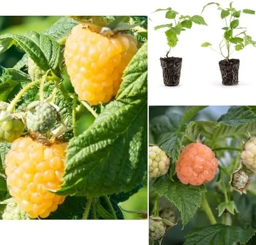 Fall Gold Raspberry Plants - Live Raspberry Bush - Yellow Raspberries - Fruit Tree